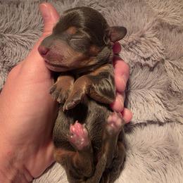 Blue - Blue and tan female Dachshund puppy in West Plains, Missouri from Spring Creek Dachshunds