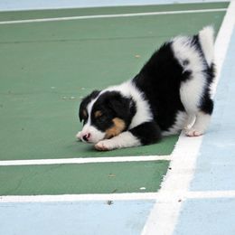 English Shepherd Puppies from Shepherd's Way