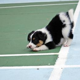 English Shepherd Puppies from Shepherd's Way