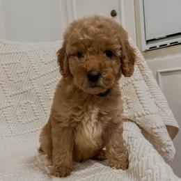 Gruene Hall (Lone Star State litter) - Red  male Goldendoodle puppy in Hopkins County, Texas from Boutique Doodles