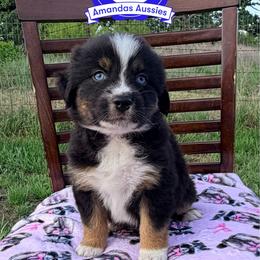 BTF Red collar - Black tri-color female Australian Shepherd puppy in Greenville, Texas from Amandas Aussies