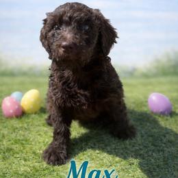 Max Mayfield - Brown female Bernedoodle puppy in Bennett, Colorado from Darling Paws, LLC