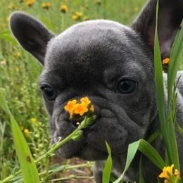 French Bulldogs from Derby Ranch French Bulldogs