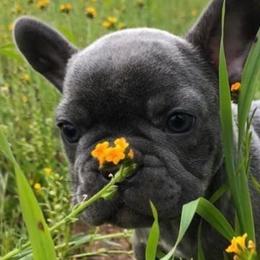 French Bulldogs from Derby Ranch French Bulldogs