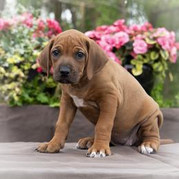 Miss Gray - Rd whtn blk nose female Rhodesian Ridgeback puppy in Hillman, Minnesota from Rhoxwood Kennel