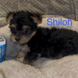 Shiloh - Black & tan tri-color male Morkie puppy in Seneca, Missouri from M.Y. Morkies and Yorkies