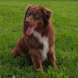 Toby - Australian Shepherd