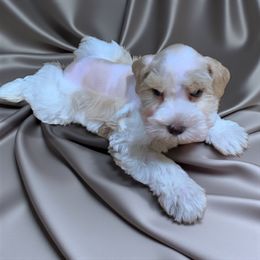 Sophie - Parti female Miniature Schnauzer puppy in Kentucky from Mrs Bs Teeny Schnauzers & Doodles
