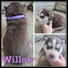Willow - Red and white female Siberian Husky puppy in Merrill, Michigan from Haase Family Kennels