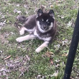 Chase - Chocolate male Pomsky puppy in Conway, Arkansas from Prancing Pomskies