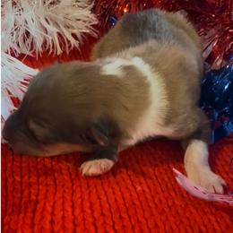 Comet - Sable and white female Collie puppy in Morocco, Indiana from Collegiate Bassets and Rheign Collies