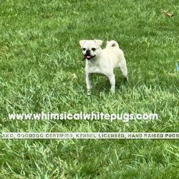 Cinnamon - availability based on August 17 - White female Pug puppy in Cleveland, Ohio from Whimsical White Pugs - Quality Comes First! We offer Flight Nanny Services for Additional Fee.