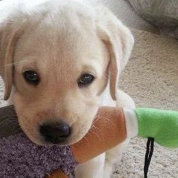 Labrador Retrievers from Anita Eisthen