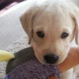 Labrador Retrievers from Anita Eisthen