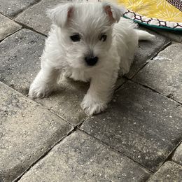 West Highland White Terrier All Grown Up from Windsor's West Highland White Terriers