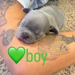 French Bulldog Puppies from Ballen Bulldogs