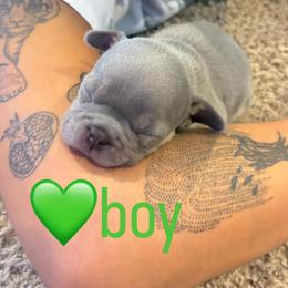 French Bulldog Puppies from Ballen Bulldogs