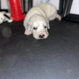 Dalmatian Puppies from Clarks 101 Dalmatians