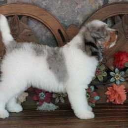 Aussiedoodle, Miniature Australian Shepherd, and Toy Australian Shepherd Puppies from Lindsey’s Aussies