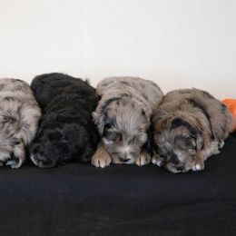 Aussiedoodles and Australian Shepherds from AK Aussies