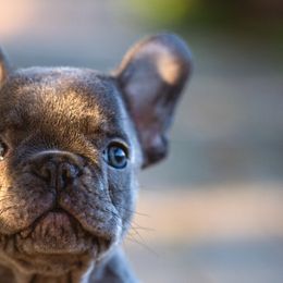 French Bulldogs from K Solutions