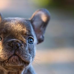 French Bulldogs from K Solutions
