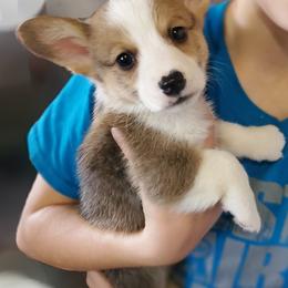 American Corgi Puppies from Thomas Corgi's