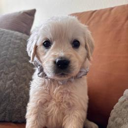 Gray boy - Light golden male Golden Retriever puppy in Pahrump, Nevada from Southern Nevada Goldens