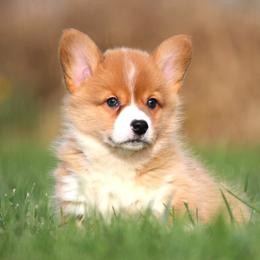 Pembroke Welsh Corgi Puppies from Bellwether Acres