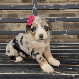 Rose - Blue merle female Aussiedoodle puppy in Cartersville, Georgia from Simply Blessed Doodles