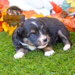 Melody - Black tri female Toy Australian Shepherd puppy in Granbury, Texas from Best Little Aussies