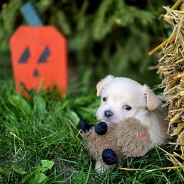 Mahindra - White and tan female Maltese puppy in Ludington, Michigan from OT Maltese & Co