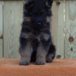 Hershey - Black and red male German Shepherd puppy in Middlesex, North Carolina from Ace of Hearts K9’s