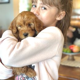 Juliet - Red Australian Labradoodle puppy in Riverside, California from Sycamore Canyon Labradoodle