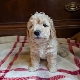 Reggie - Apricot male Goldendoodle puppy in Portage, Michigan from Country Lane Goldendoodles