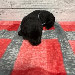 Black male - Black male German Shepherd puppy in Herrick, South Dakota from Dakota Shepherds Kennels