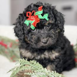 Dracula AKA Jak Jak - Phantom male Poodle puppy in Payson, Utah from All Around Royalty & Royal Whisper Companions