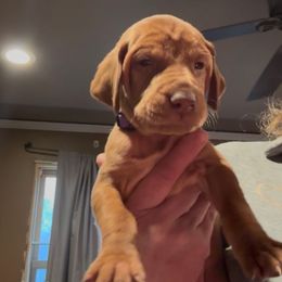 Mojo - Golden rust male Vizsla puppy in Plymouth, Minnesota from Carlson Vizslas