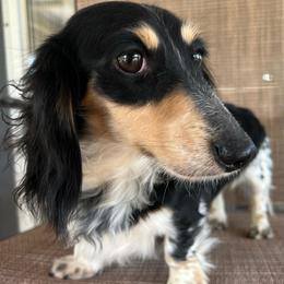 Freckles - Dachshund