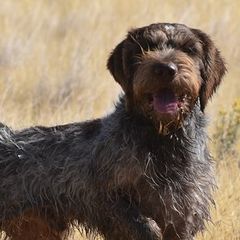 German Wirehaired Pointers from Straight to the Point Kennels