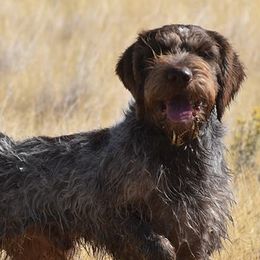 German Wirehaired Pointers from Straight to the Point Kennels