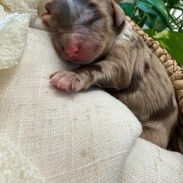 Macallen - Merle male Goldendoodle puppy in Queen Creek, Arizona from Sunny Doodles