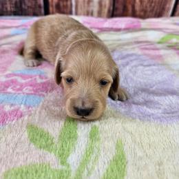 Ivy - Cream female Dachshund puppy in Malad City, Idaho from Mountain Sage Dachshunds