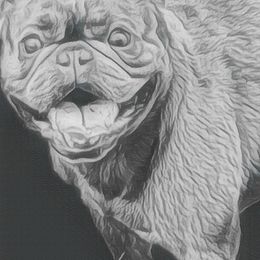 Boston Terriers and French Bulldogs from Sharp Dressed Bostons & Frenchies