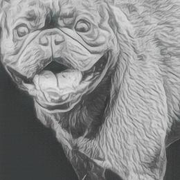 Boston Terriers and French Bulldogs from Sharp Dressed Bostons & Frenchies