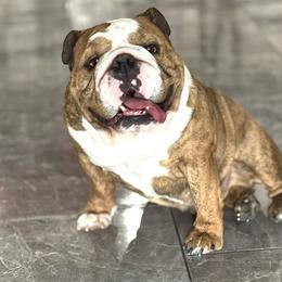 Harley - Bulldog
