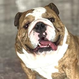 Harley - Bulldog