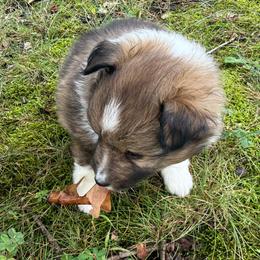 Lois - Sable and white female Shetland Sheepdog puppy in Jefferson City, Missouri from Bax’s Babies