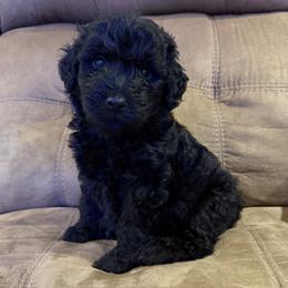 TN Whiskey - Black male Double Doodle puppy in Big Stone Gap, Virginia from Southern Sunshine Doodles 🩷