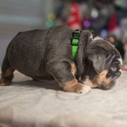 Hulk - Blue tri-color male Bulldog puppy in Burleson, Texas from Diamond Deluxx Frenchies